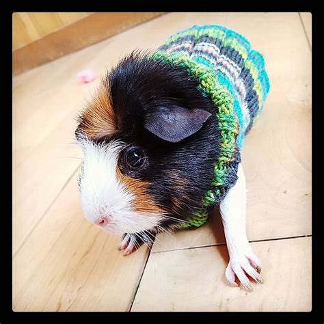 Easy Knit Guinea Pig Sweater Pattern By Danielle Holke Guinea Pigs