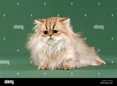 Persian Kitten Golden Shaded Stock Photo Alamy