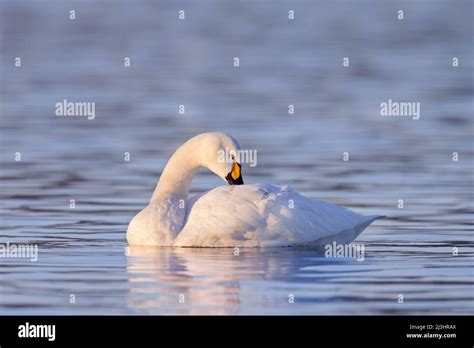 Tundra Swan Bewicks Swan Cygnus Bewickii Cygnus Columbianus