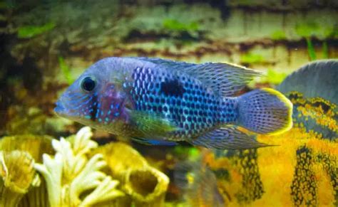 Electric Blue Acara A Complete Care Guide