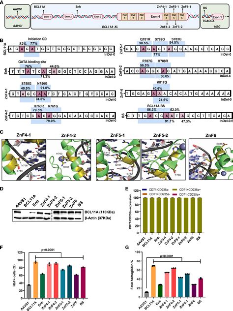 Base Editing Of Key Residues In The Bcl11a Xl Specific Zinc Finger