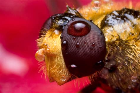 Episyrphus balteatus, Marmalade hoverfly - Artur Rydzewski nature photo