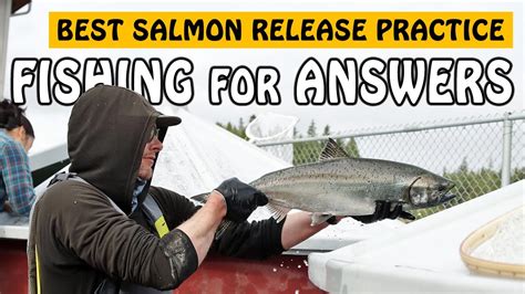 Exploring Ways To Improve Chinook Salmon Release Survival Fishing