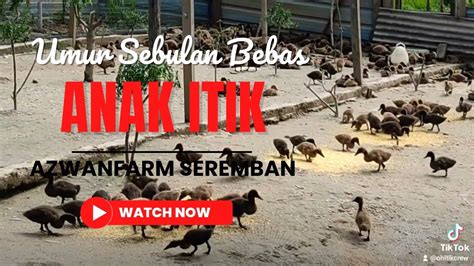 Update Anak Itik Telur Batch 12022 Umur Sebulan Azwanfarm Youtube