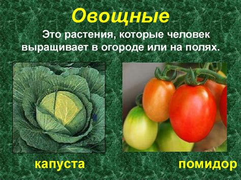 Культурные растения - презентация онлайн