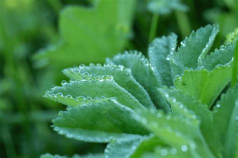 Lady's Mantle: The Enchanting Alchemilla Mollis In Your Garden