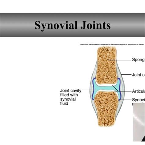 Synovial Joints Structure And Function