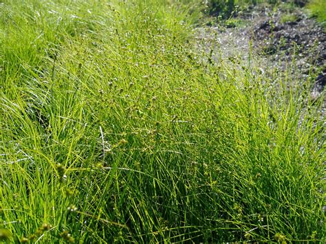 Lovegrass Farm Carex Rosea Curly Styled Wood Sedge