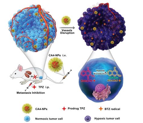 Selectively Potentiating Hypoxia Levels By Combretastatin A4