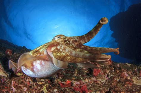 Wild Animals News & Facts by World Animal Foundation - Squid