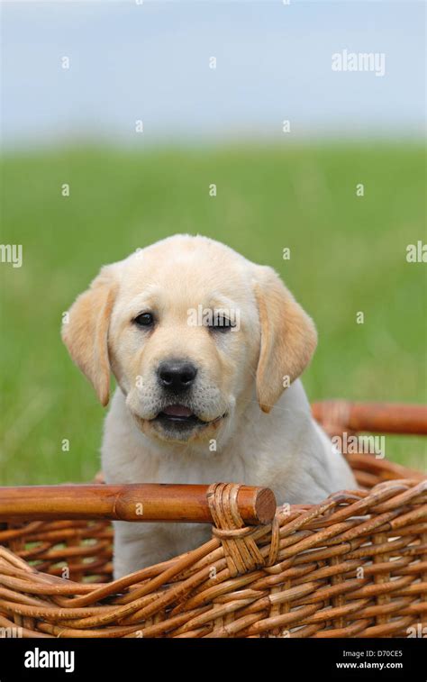 Blonde Labrador Puppy Stock Photo Alamy