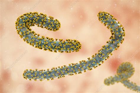 Marburg Viruses Illustration Stock Image F0378002 Science Photo