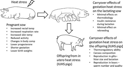 Pig Pregnant – Telegraph