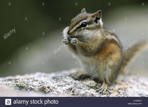 Least Chipmunk | Animals Wiki | Fandom