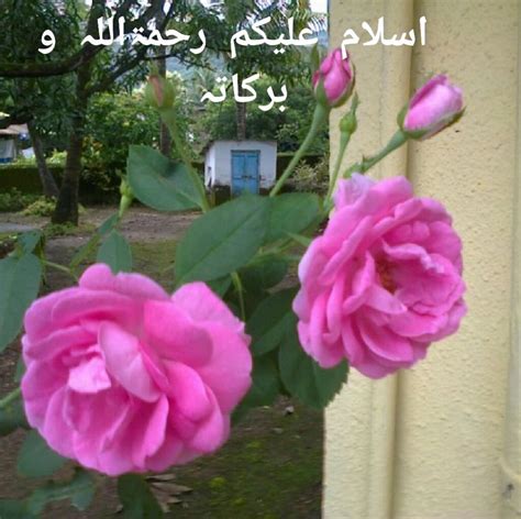 Beautiful Urdu Gazal With Pink Roses