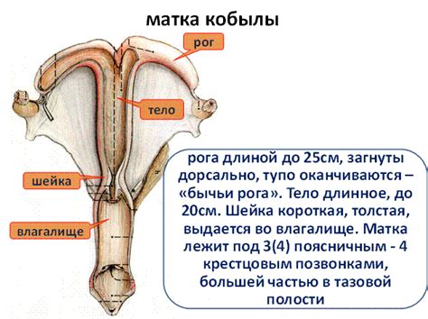 Вопрос 1. Половые органы самок – organa genitalia feminina — Студопедия