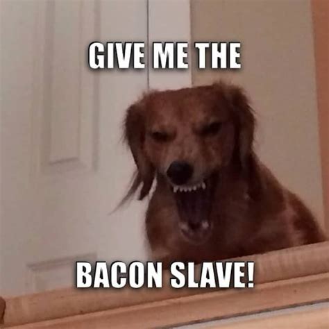 50 Funniest Dachshund Memes