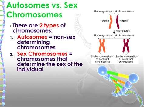 The Genetic Code And Dna Replication Ppt Download