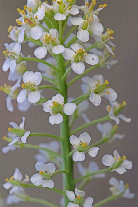 Cac A Virginia Pepperweed Near Monahans Ward Co Tx Flickr