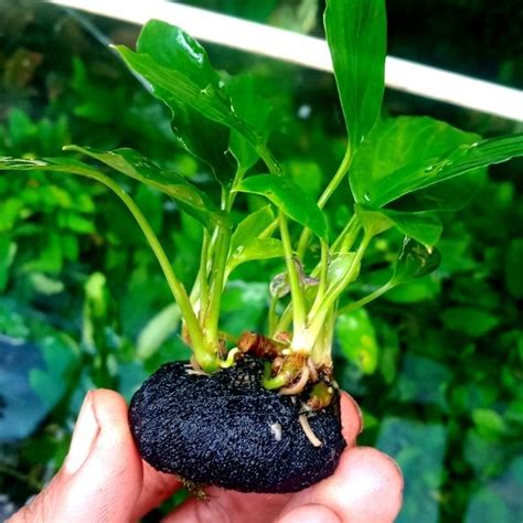 Jual Homalomena Anubias Sp Media Wabikusa Tanaman Aquascape Shopee