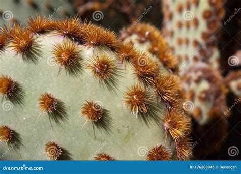 Cowboy Whiskers Cactus From Desert Museum Stock Photo Image Of Cowboy