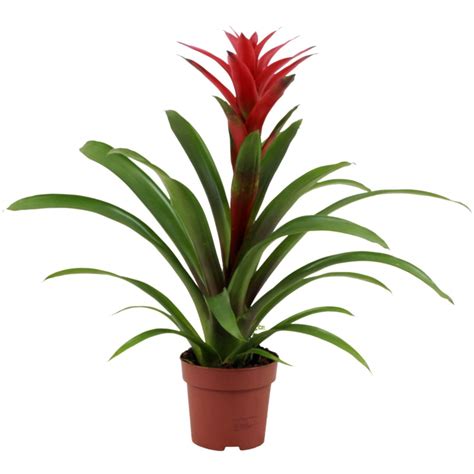 D Couvrir Kuva Bromelia Flor Vermelha Thptnganamst Edu Vn