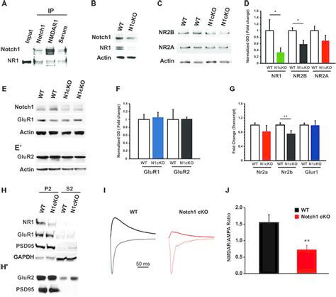 Notch Affects Nmdar Composition And Conductance A Western Blot On