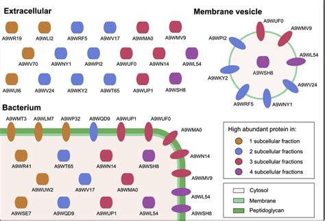 Schematic Visualization Of High Abundant Proteins That Are Involved