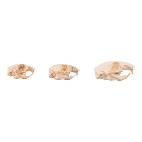 Real Squirrel Skull Set — Skulls Unlimited International, Inc.