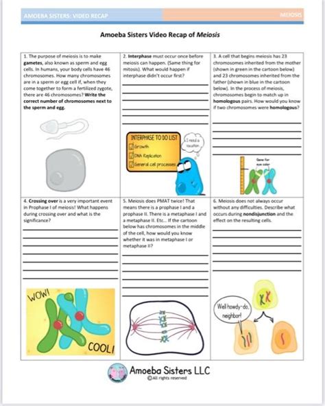 Solved Amoeba Sisters Video Recap Of Meiosis Can You Finish