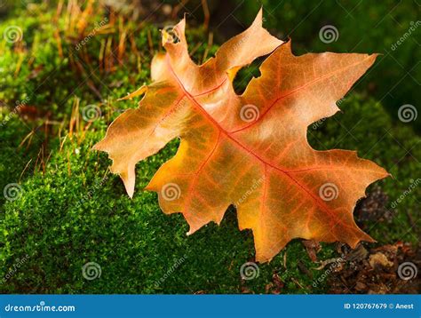 Bright Red Leaf Stock Image Image Of Green Nature 120767679