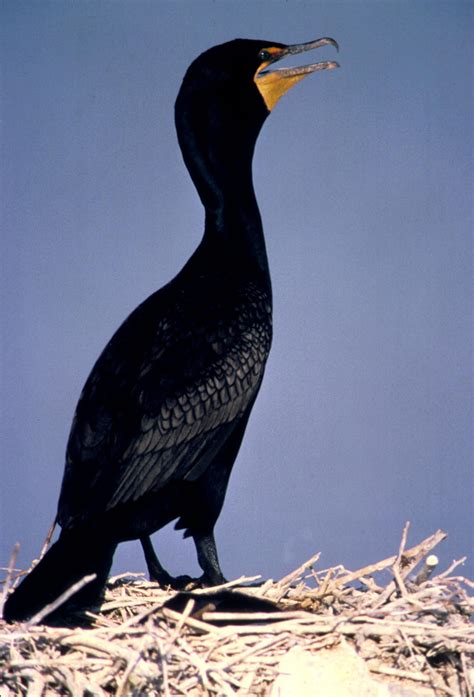 Free Picture Double Crested Black Cormorant Bird