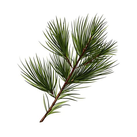 Premium Vector Hand Drawn Flat Color Pine Needle Illustration