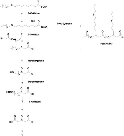 Putative Metabolic Pathway For The Biosynthesis Of Download