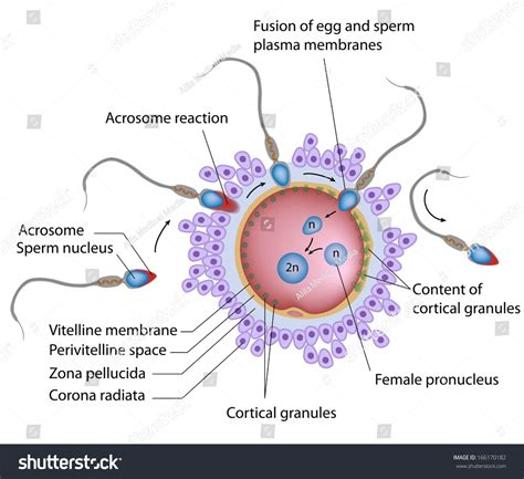 Fertilization Process Diagram