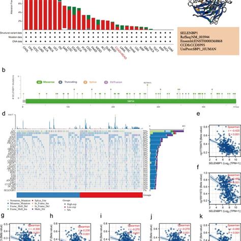 Mutation And Methylation Characteristics Of SELENBP1 In CRC A Mutation