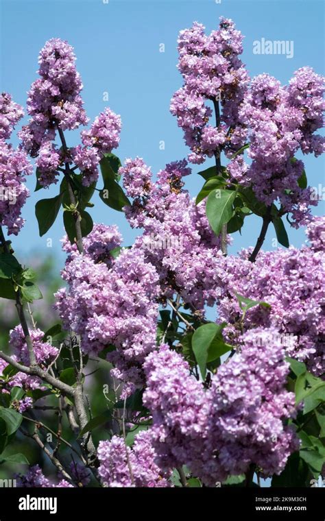 Lilac, Shrub, Syringa vulgaris, Common Lilac, Lilac syringa, Pamjat o ...