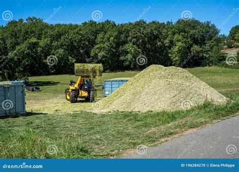 Laguepie, France 25.08.2020 Preparing Sorghum Silage for Cattle Feeding ...