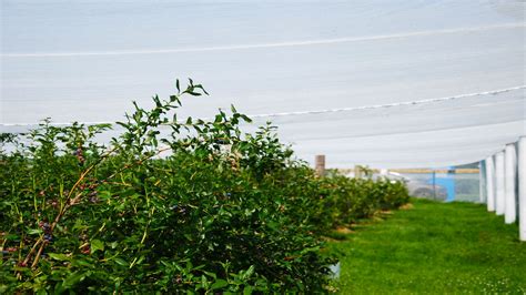 Physical barriers and shelters in organic crops - Organic Federation of ...