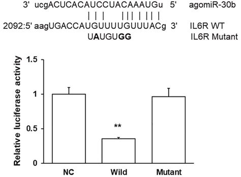 IL 6R Is A Possible Target Of MiR 30b The Wildtype WT And Mutant