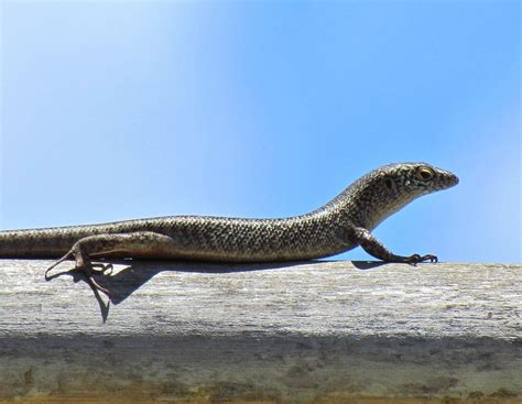 Lagarto Mabúia Fernando de Noronha PE Brasil O lagart Flickr