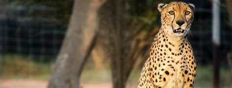 Visiting Decan wildlife refuge in Djibouti | Atlas & Boots