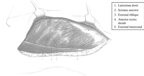 Flank Anatomy