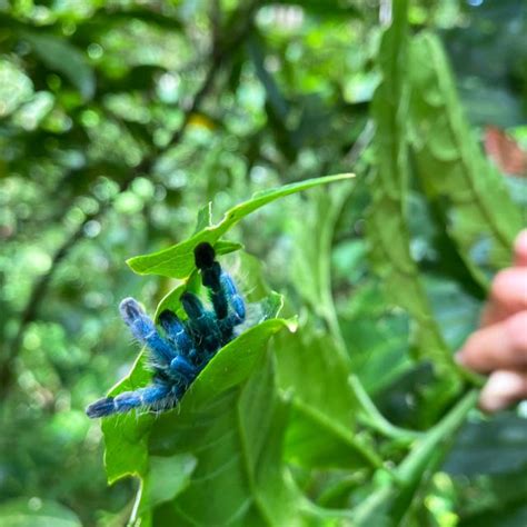 Les espèces Endémiques de Martinique