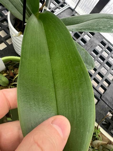 Wrinkled Orchid Leaves The 1 Common Cause How To Fix It