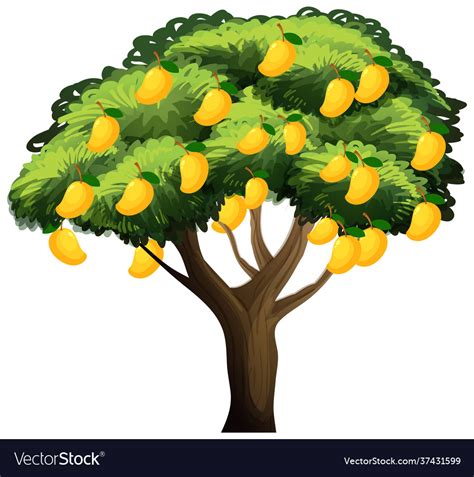 Yellow mango tree isolated on white background Vector Image