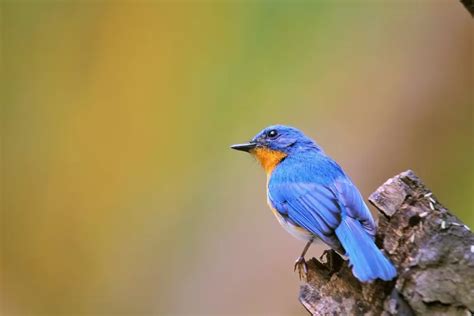 Burung Yang Bilang Gak Apakah Itu Ternyata Ini Jawaban Tebak Tebakan