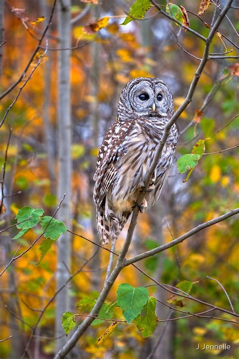 Juvenile Barred Owl In Autumn Forest By J Jennelle Redbubble