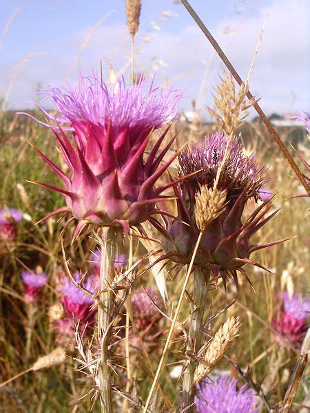 He Cardoon Cynara Cardunculus Also Called The Artichoke Thistle