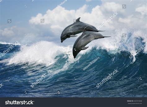 A Pair Of Beautiful Dolphins Jumping Over Breaking Waves Hawaii